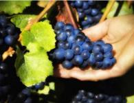 Calamity Hill Grapes