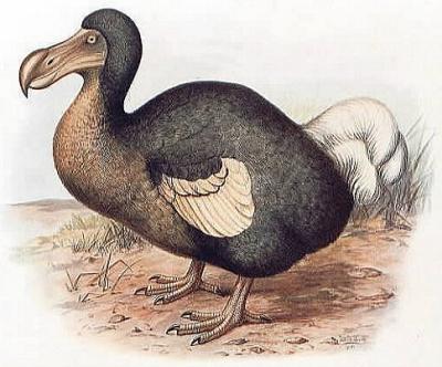 The Dodo